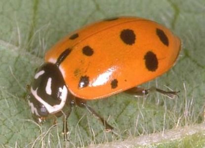 What's Bugging Your Garden?  Turn the Good Guys Loose Image